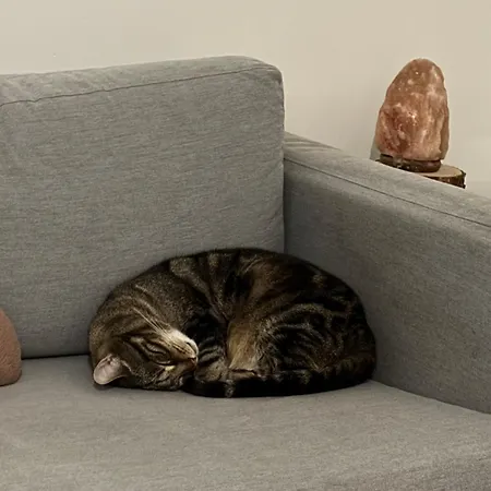 Cozy With Cat Jaetkaesaari Helsinki